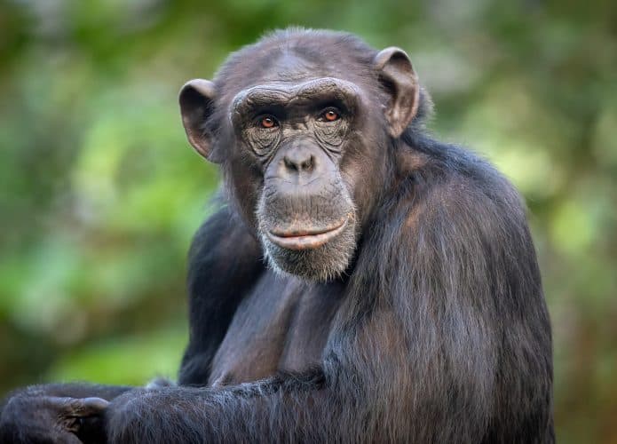 Experimento descobre capacidade ‘humana’ dos chimpanzés