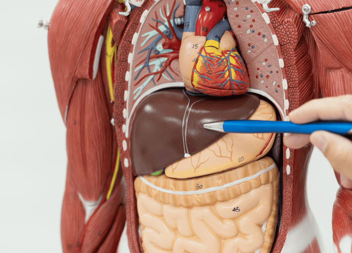 corpo-humano-695x500.png