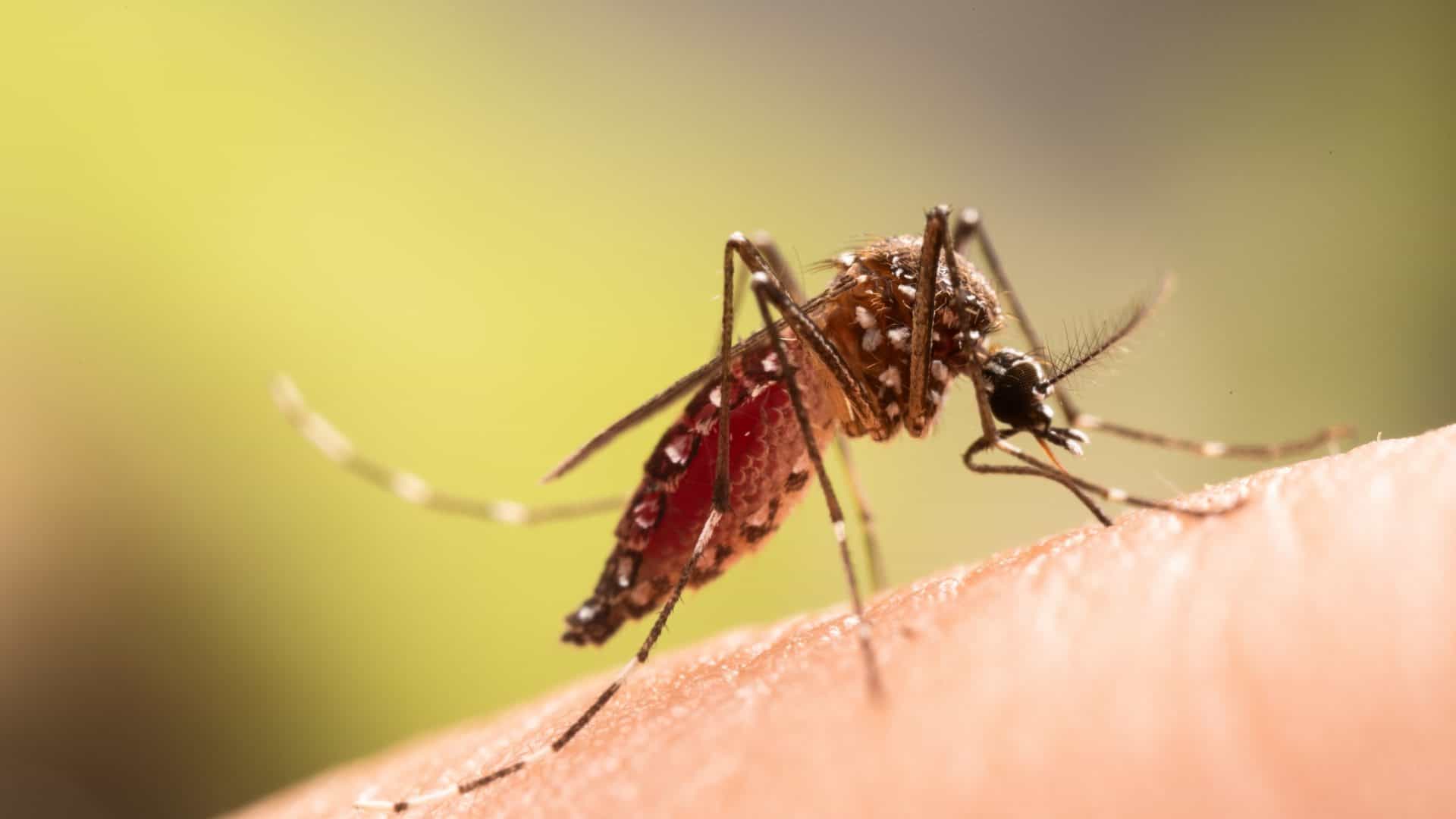 Mosquito da dengue