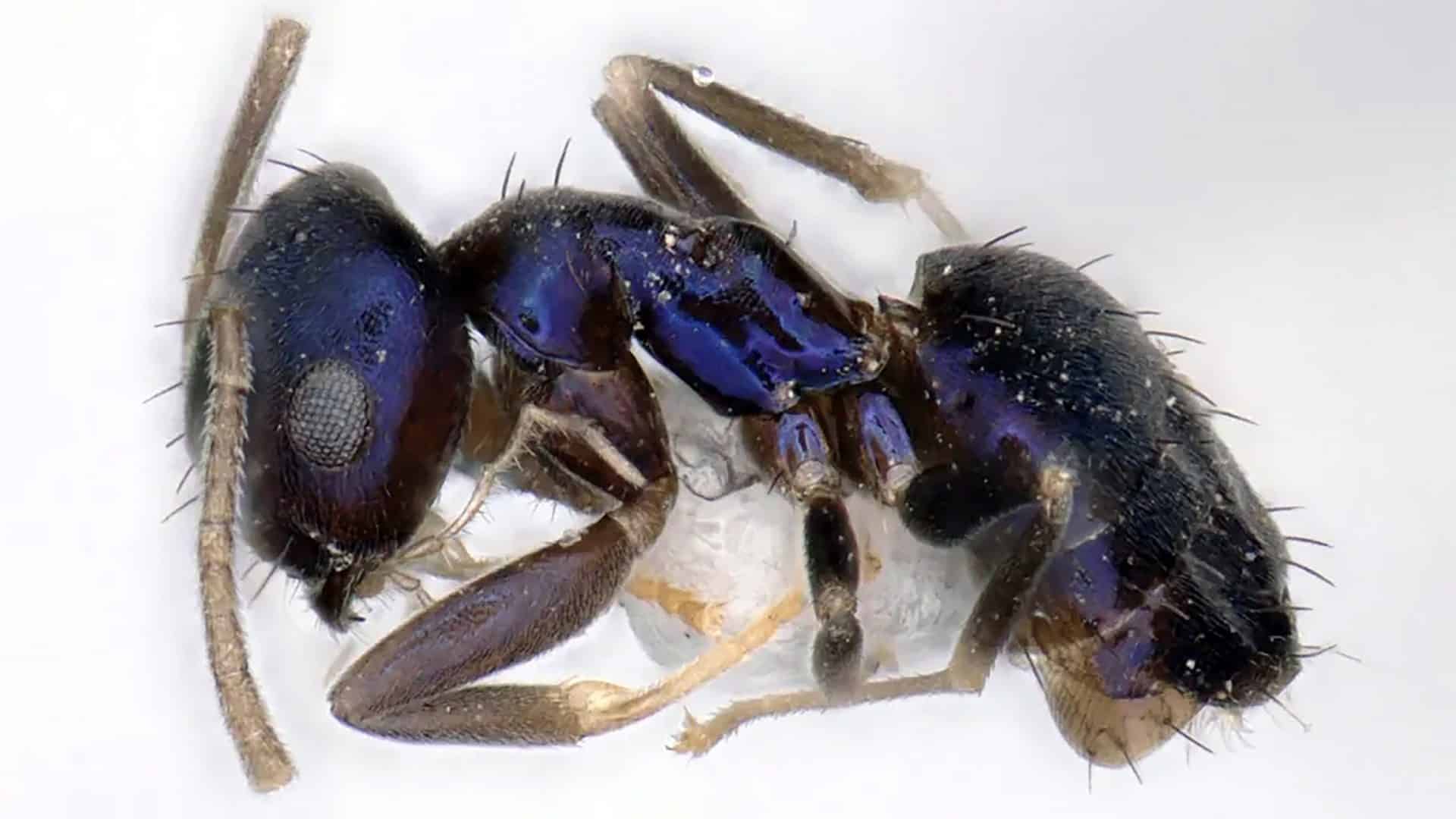 formiga-azul-1920x1080