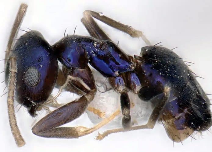 formiga-azul-695x500