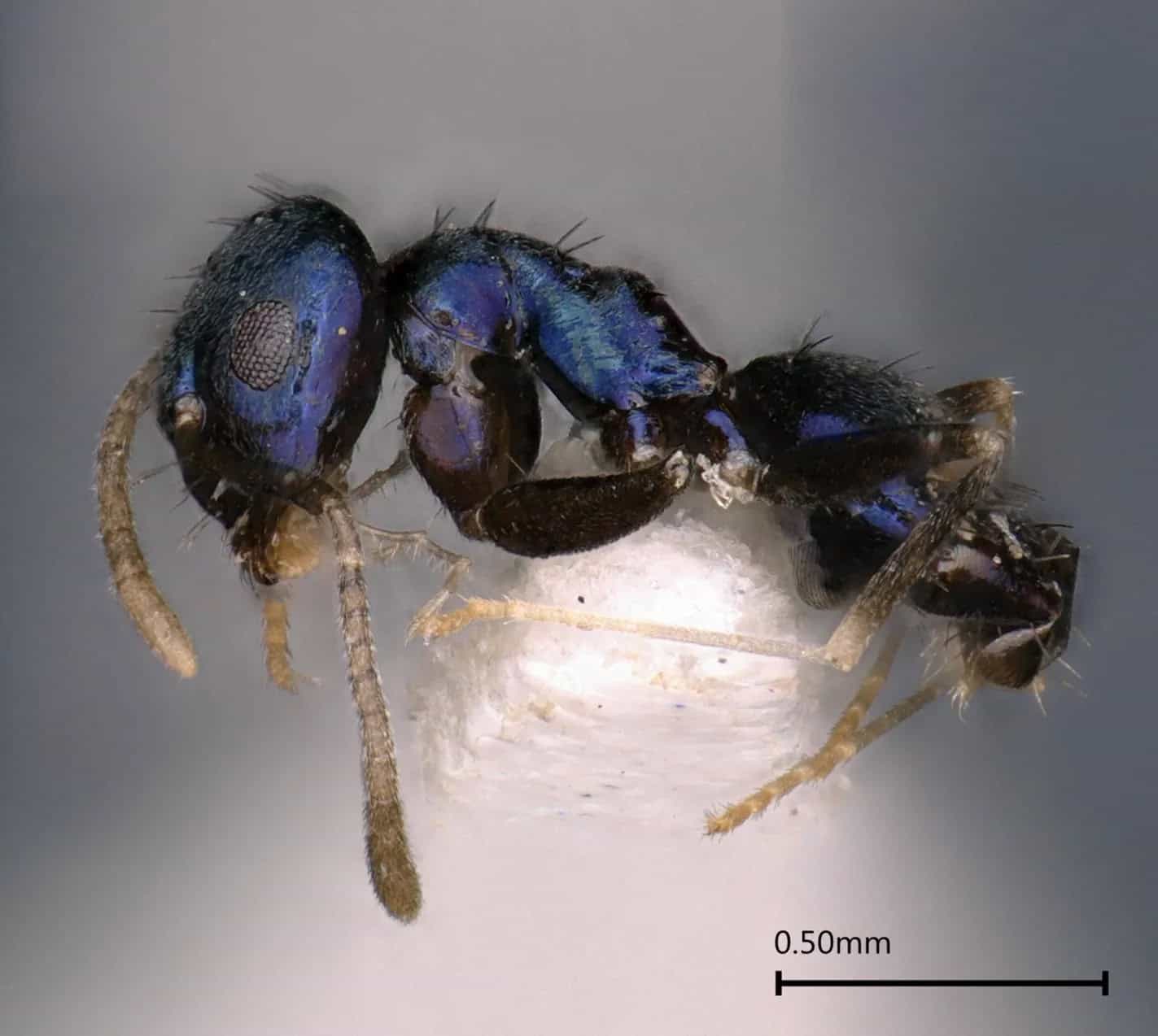 Formiga azul metálica rara é descoberta na Índia - Olhar Digital