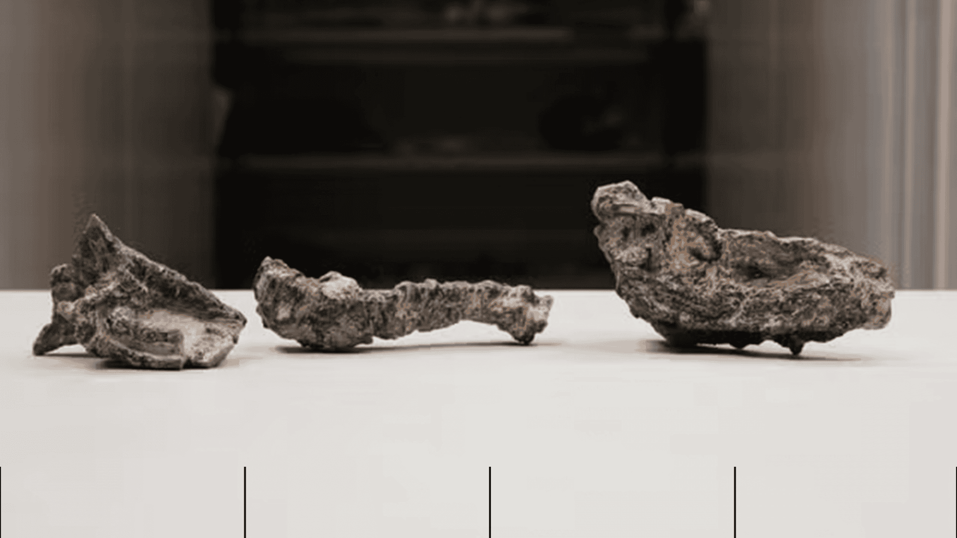 fossil-de-parvosuchus-aurelioi-fotografia-por-rodrigo-temp-muller--1920x1080.png