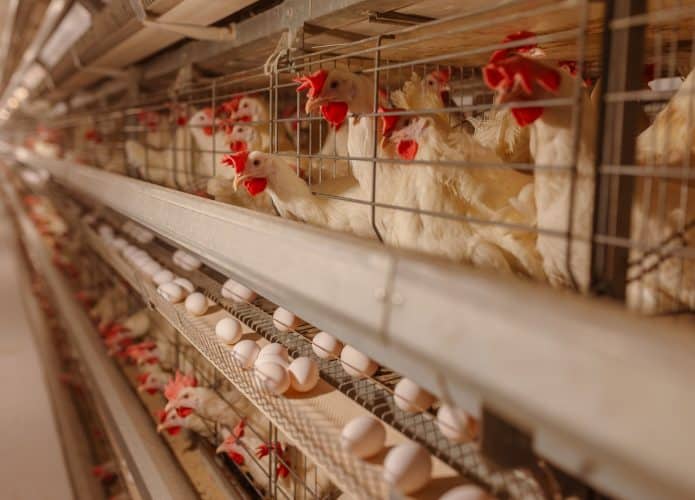Galinheiro, com ovos de galinhas