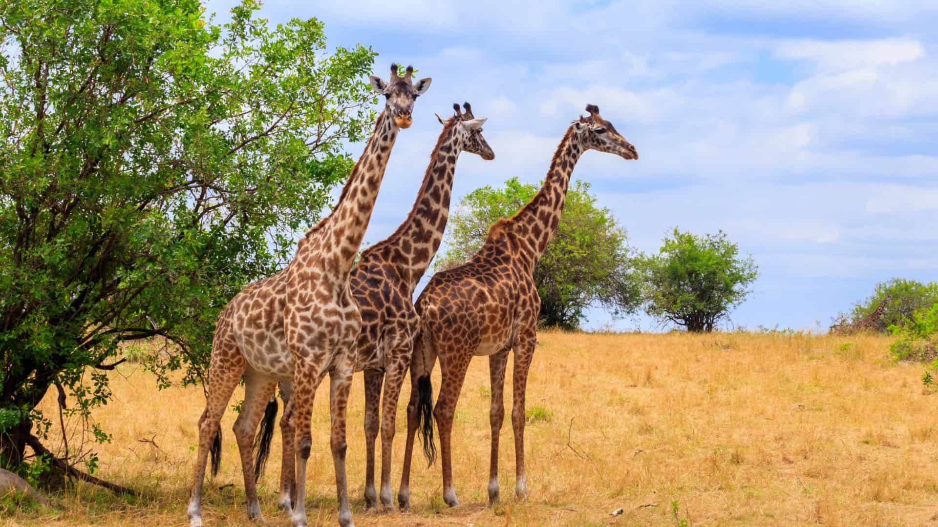 girafas-1-1920x1080
