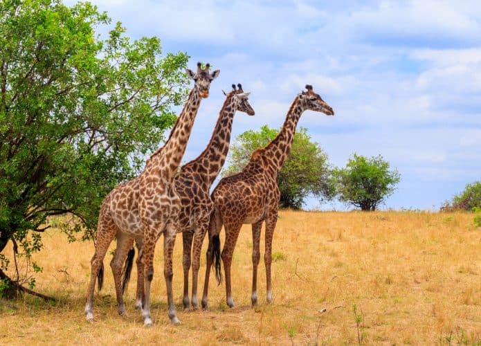 girafas-1-695x500
