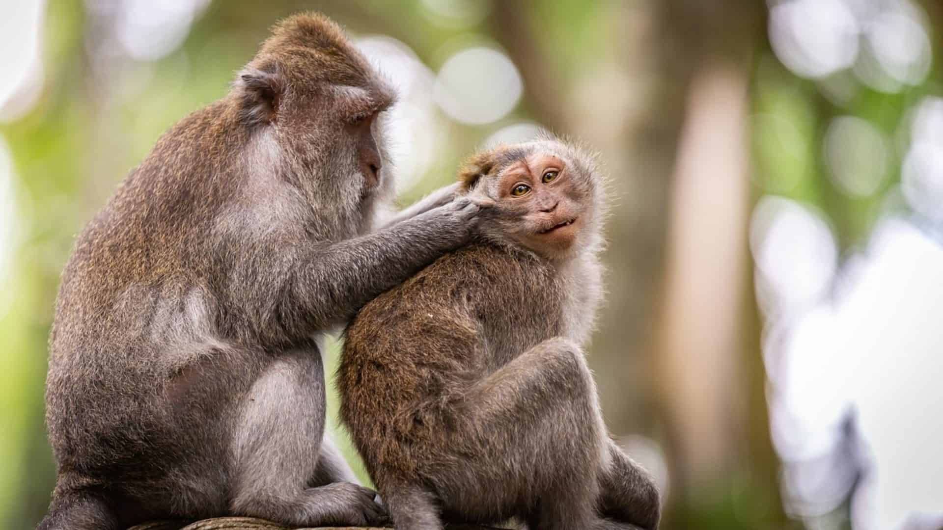 monkeys-4550159_1280-1-1920x1080