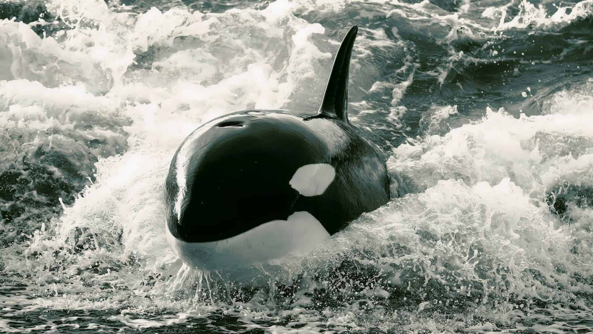 orca-1920x1080