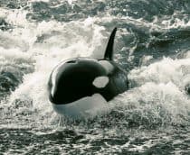 orca-210x172