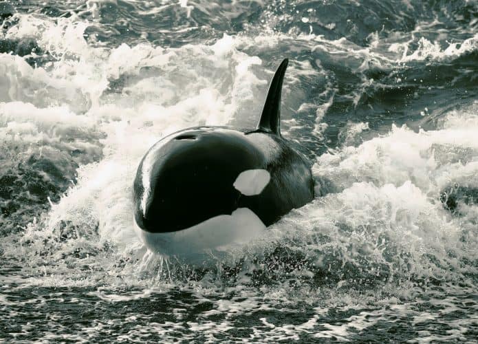 orca-695x500