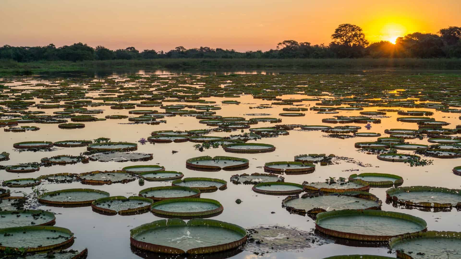 pantanal-1-1920x1080