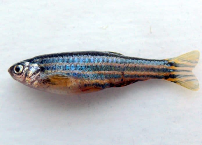 Peixe paulistinha, o zebrafish