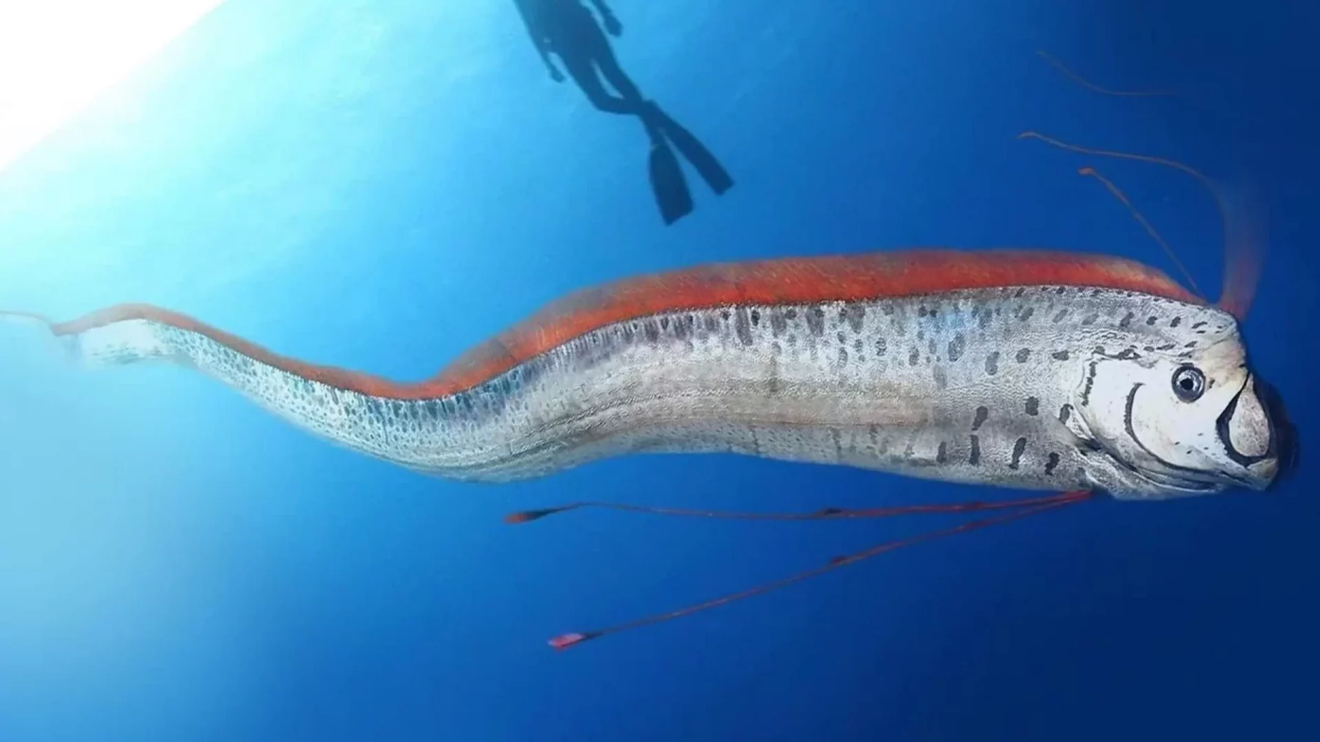O peixe-remo, conhecido cientificamente como Regalecus glesne, é um peixe de aparência incomum que habita as profundezas do oceano. Seu comprimento pode chegar a 11 metros, o que o torna um dos peixes ósseos mais longos do mundo, segundo a National Geographic. Recentemente, o aparecimento de diversos exemplares nas costas de diversos países gerou uma onda de especulações e teorias. Veja também: Cientistas encontram explicação para mistério dos rios que estão ficando laranja no Alasca Como a China vai trazer para a Terra amostras coletadas na Lua? Vídeo mostra decolagem da sonda para viagem de retorno Um desses avistamentos recentes ocorreu no Mar de Cortez, perto de Cabo San Lucas, no México. O exemplar, também conhecido como “peixe terremoto”, foi encontrado por pescadores esportivos enquanto era atacado por tubarões. Seu tamanho incomum surpreendeu moradores e turistas. Os mitos populares afirmam que este peixe só aparece quando um terremoto está prestes a ocorrer. Entenda lenda que relaciona peixe-remo que apareceu no Vietnã com terremotos Condenada por adultério no Sudão: mulher de 20 anos é sentenciada à morte por apedrejamento Por que é conhecido como “o peixe do fim do mundo”? A fama do peixe-remo como “o peixe do fim do mundo” vem de antigas lendas japonesas. Segundo o folclore daquele país, estes peixes emergem à superfície antes de grandes desastres naturais, especialmente terremotos e tsunamis. Esta crença foi popularizada após o devastador terremoto e tsunami de Fukushima em 2011, quando vários avistamentos de peixes-remo foram relatados na costa japonesa antes do desastre. MAIS SOBRE MÉXICO Protesto contra desaparecimentos no México - AFP Claudia Sheinbaum: Crise de 110 mil desaparecidos será um dos principais desafios de presidente eleita do México Xochitl Galvez, candidata à Presidência do México da coalizão opositora - AFP Opositora diz que vai denunciar 'competição desigual' nas eleições do México um dia após reconhecer vitória de adversária Embora as lendas sobre o peixe-remo sejam fascinantes, os cientistas alertam que não há provas concretas que apoiem a ideia de que estes peixes possam prever terremotos. Os pesquisadores sugerem que os peixes-remo podem subir à superfície devido a mudanças nas correntes oceânicas, nas temperaturas ou quando estão doentes ou feridos, e não necessariamente como um sinal de desastres iminentes. Biólogos marinhos e especialistas em sismologia estudaram o comportamento do peixe-remo para tentar compreender melhor estes avistamentos. Embora algumas teorias sugiram que podem estar relacionadas com movimentos tectônicos, a maioria dos cientistas concorda que são necessárias mais pesquisas para estabelecer qualquer ligação direta. O que está claro é que estes peixes são extremamente sensíveis às mudanças no seu ambiente, o que poderia explicar o seu aparecimento repentino nas águas superficiais. Avistamentos recentes Nos últimos meses, foram relatados avistamentos de peixes-remo nas costas do Japão, México e Chile. No último mês, um exemplar apareceu no mês passado em uma praia da região de Hue, no Vietnã. O exemplar encontrado no Mar de Cortez foi retirado por cientistas da área para estudo, com o objetivo de descobrir as causas que o levaram a nadar em águas superficiais. Em junho de 2022, a bióloga marinha Jorja Gilmore foi surpreendida, durante um mergulho na Barreira de Corais Australiana, com um juvenil peixe-remo, que também atende pelo nome de regaleco, rei-dos-arenques e 