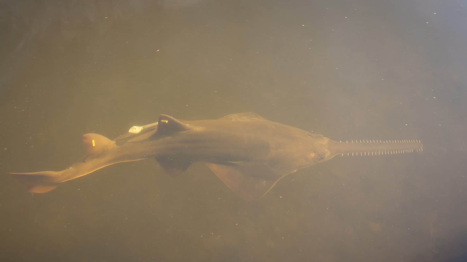 peixe-serra-1920x1080