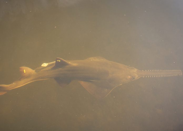 peixe-serra-695x500