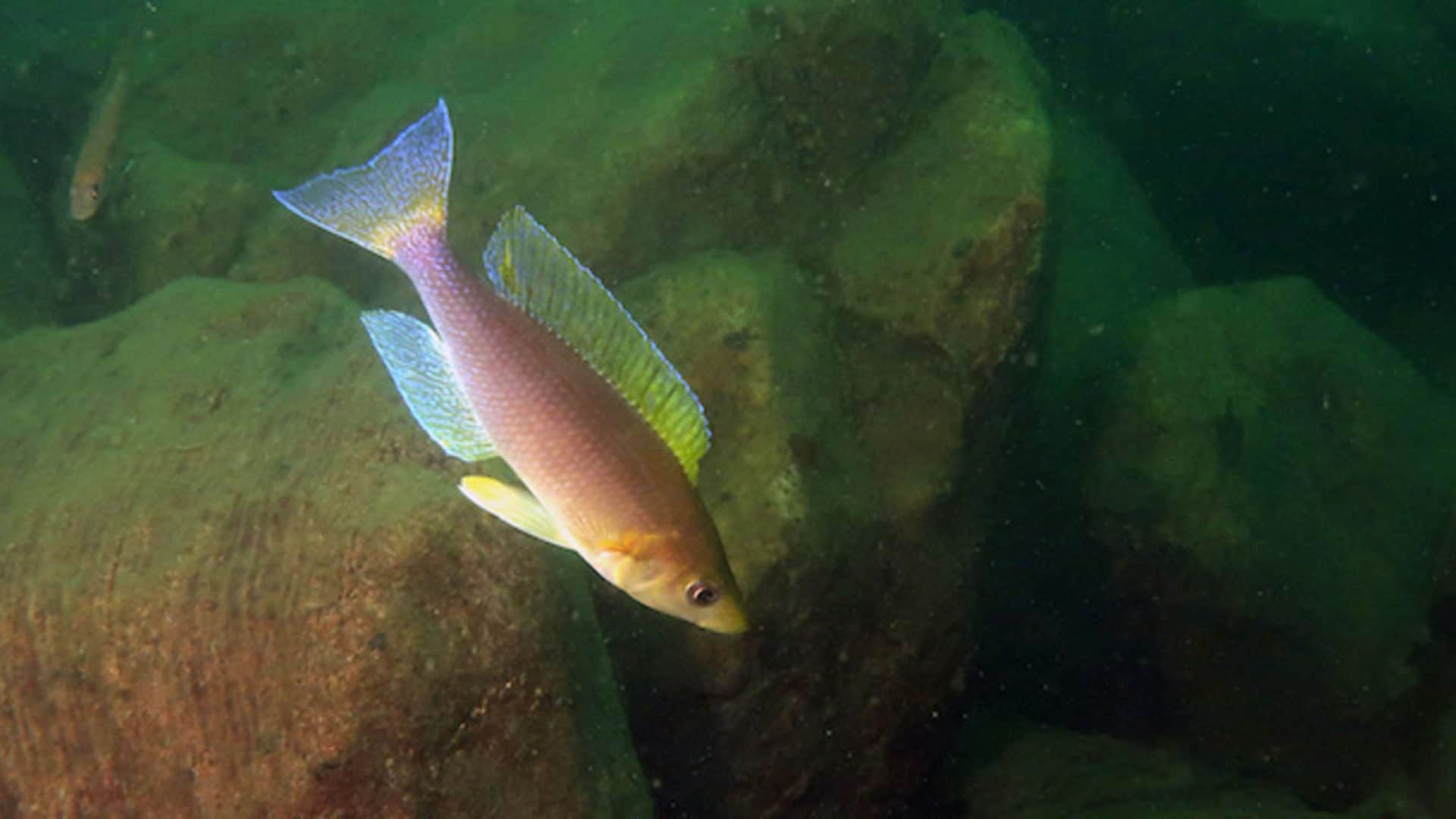 peixes-1-1920x1080