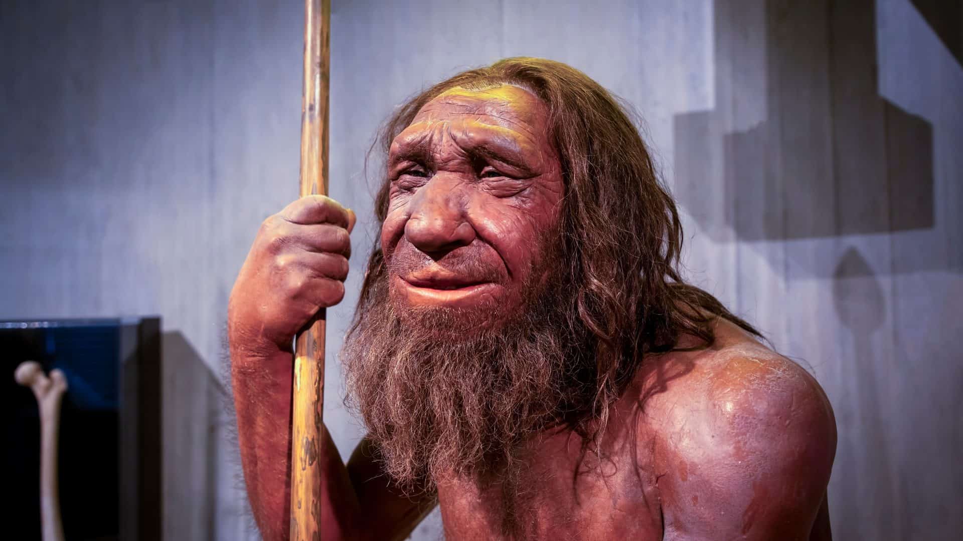 neandertal
