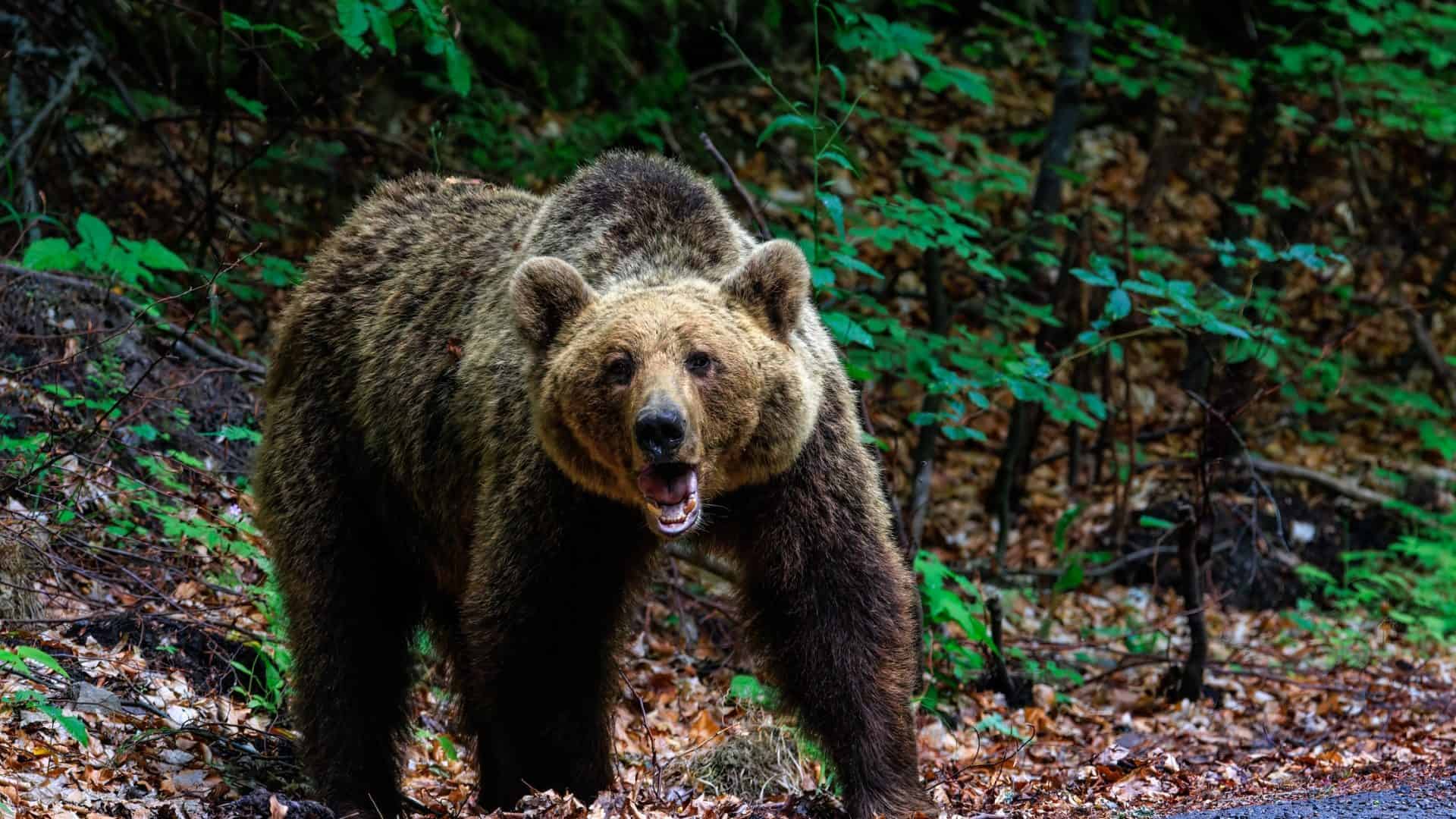 shutterstock_2430755139-1-1920x1080