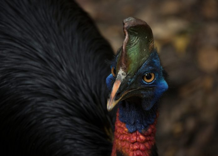 Ave mais perigosa do mundo está ameaçada de extinção