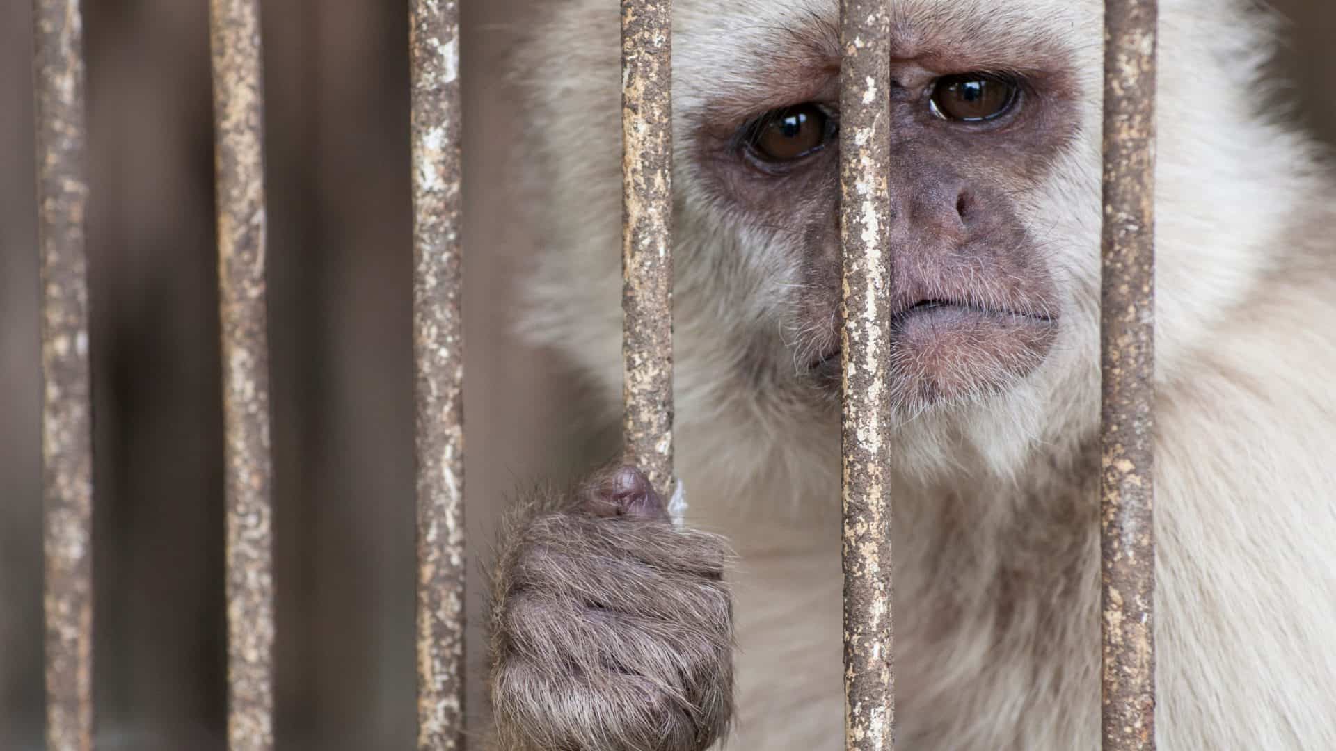 trafico-de-animais-1-1920x1080