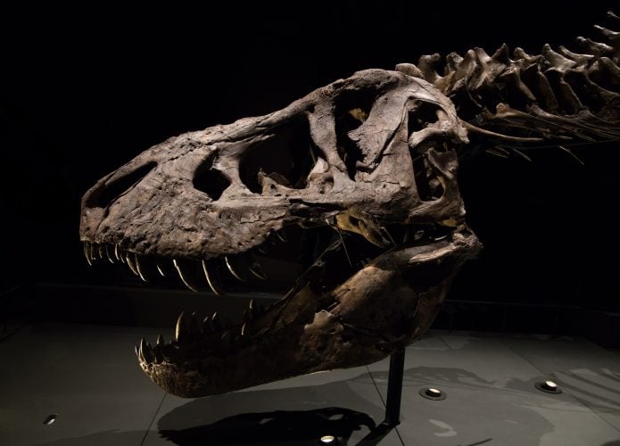 trex-695x500