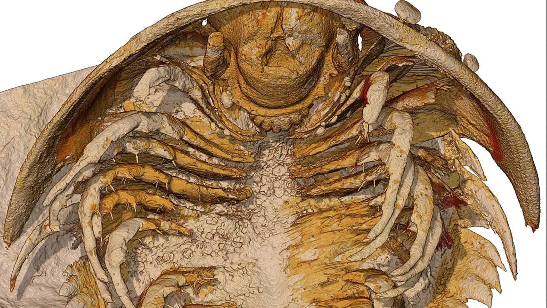 trilobita-1920x1080