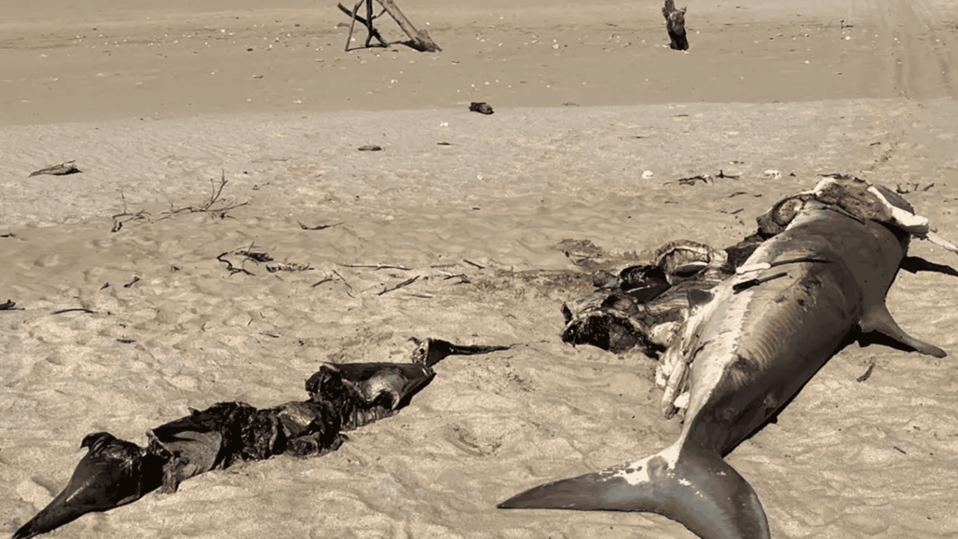 tubarao_golfinho_baleia_3-1920x1080.png