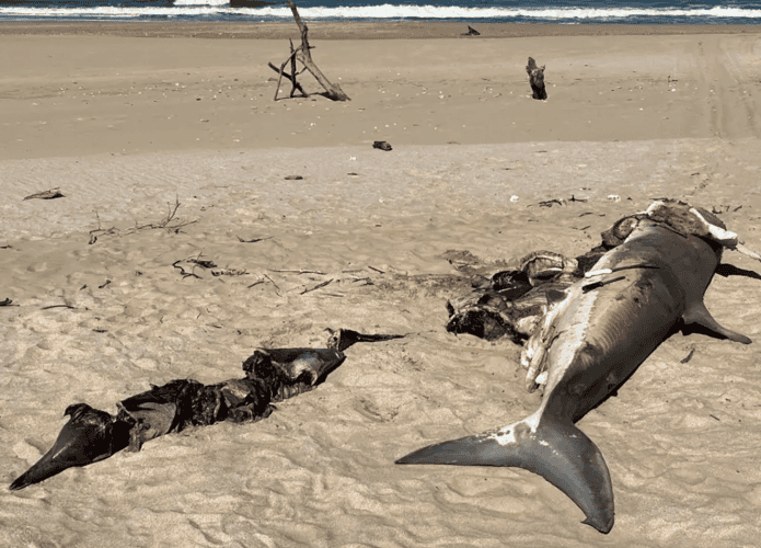 tubarao_golfinho_baleia_3-695x500.png