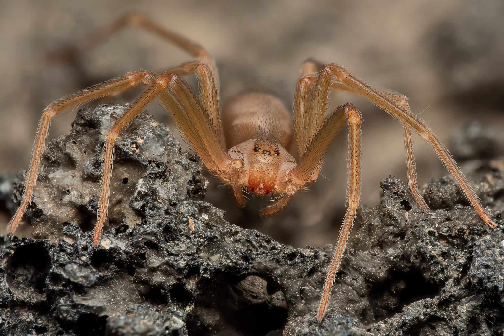 Quais são as aranhas mais perigosas do mundo?