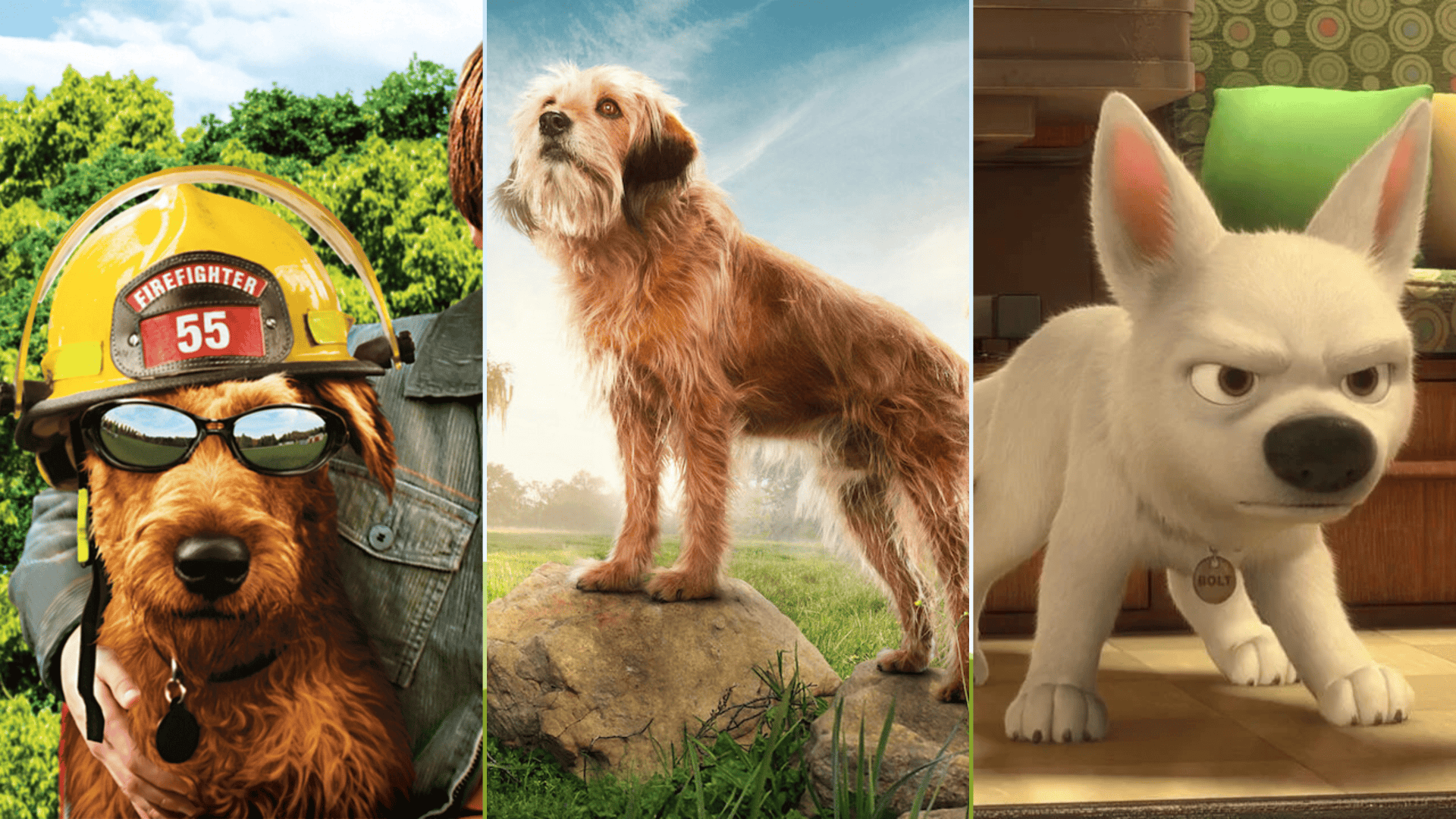 Imagem mostra uma montagem com 3 cachorros de filmes diferentes
