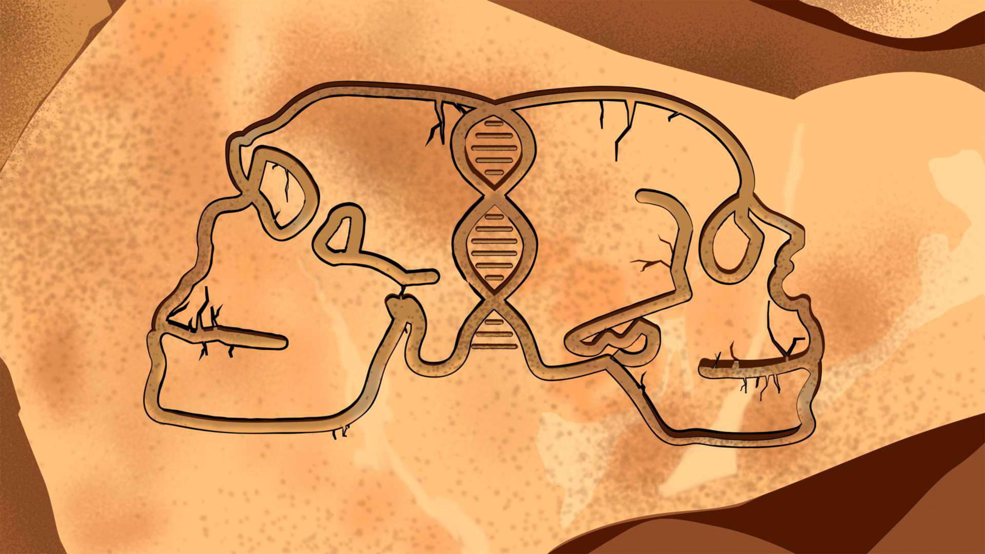 Ilustração misturando contornos de crânios de neandertal, denisovano e DNA