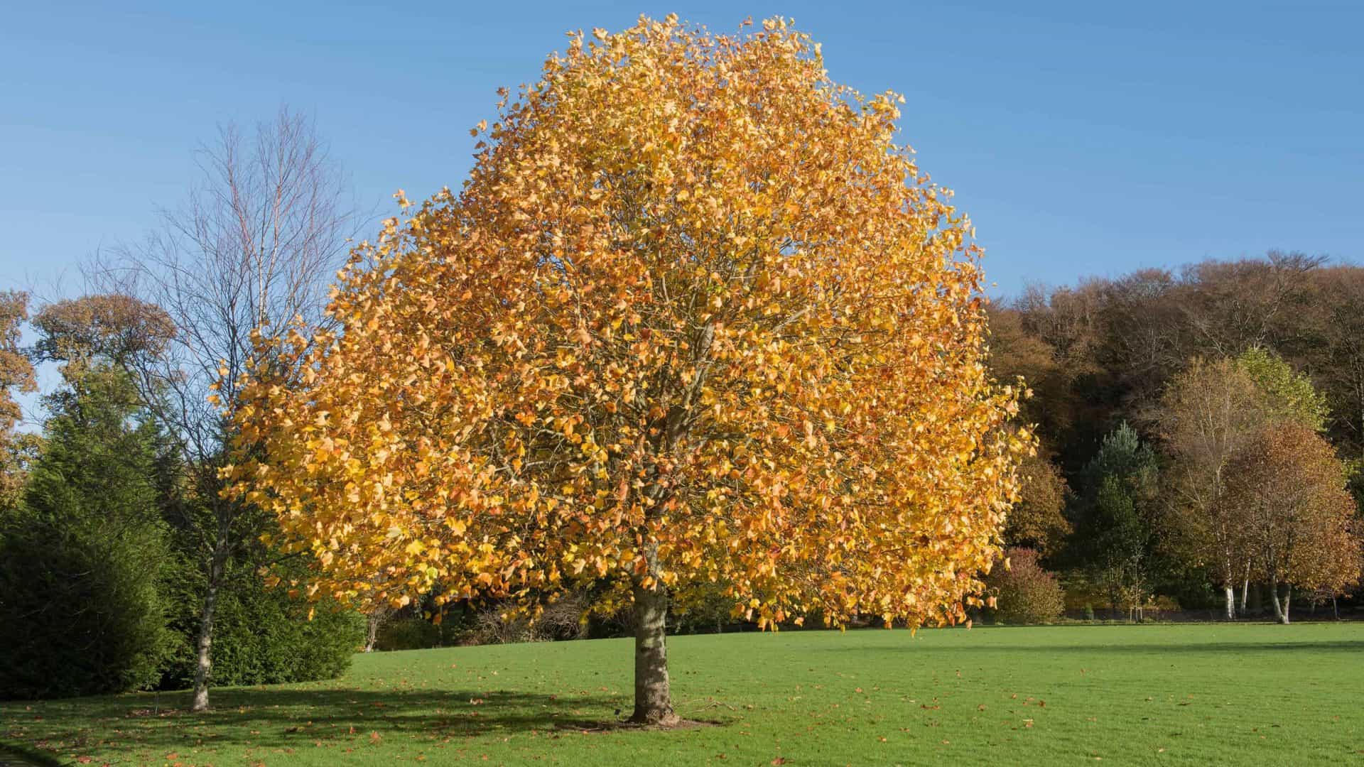 Liriodendron-tulipifera-1-1920x1080