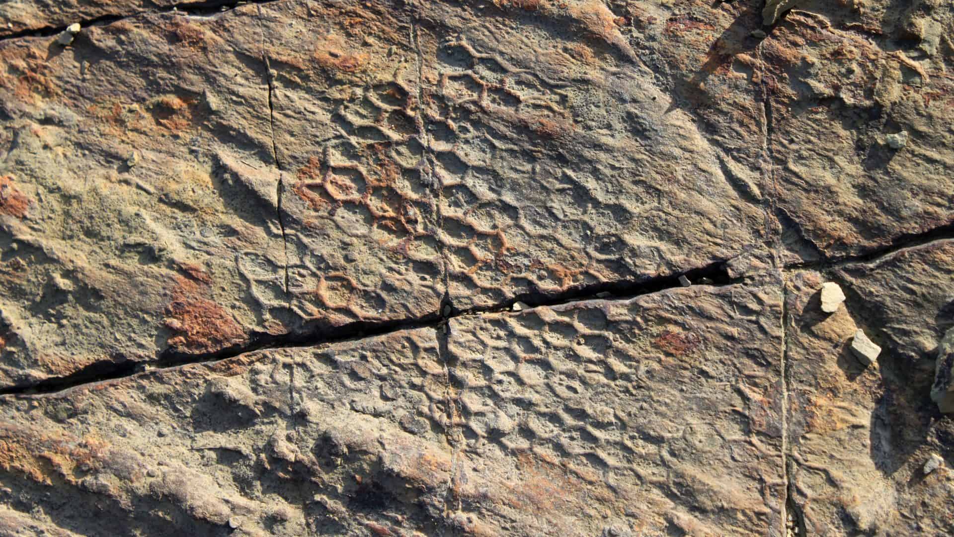 Paleodictyon