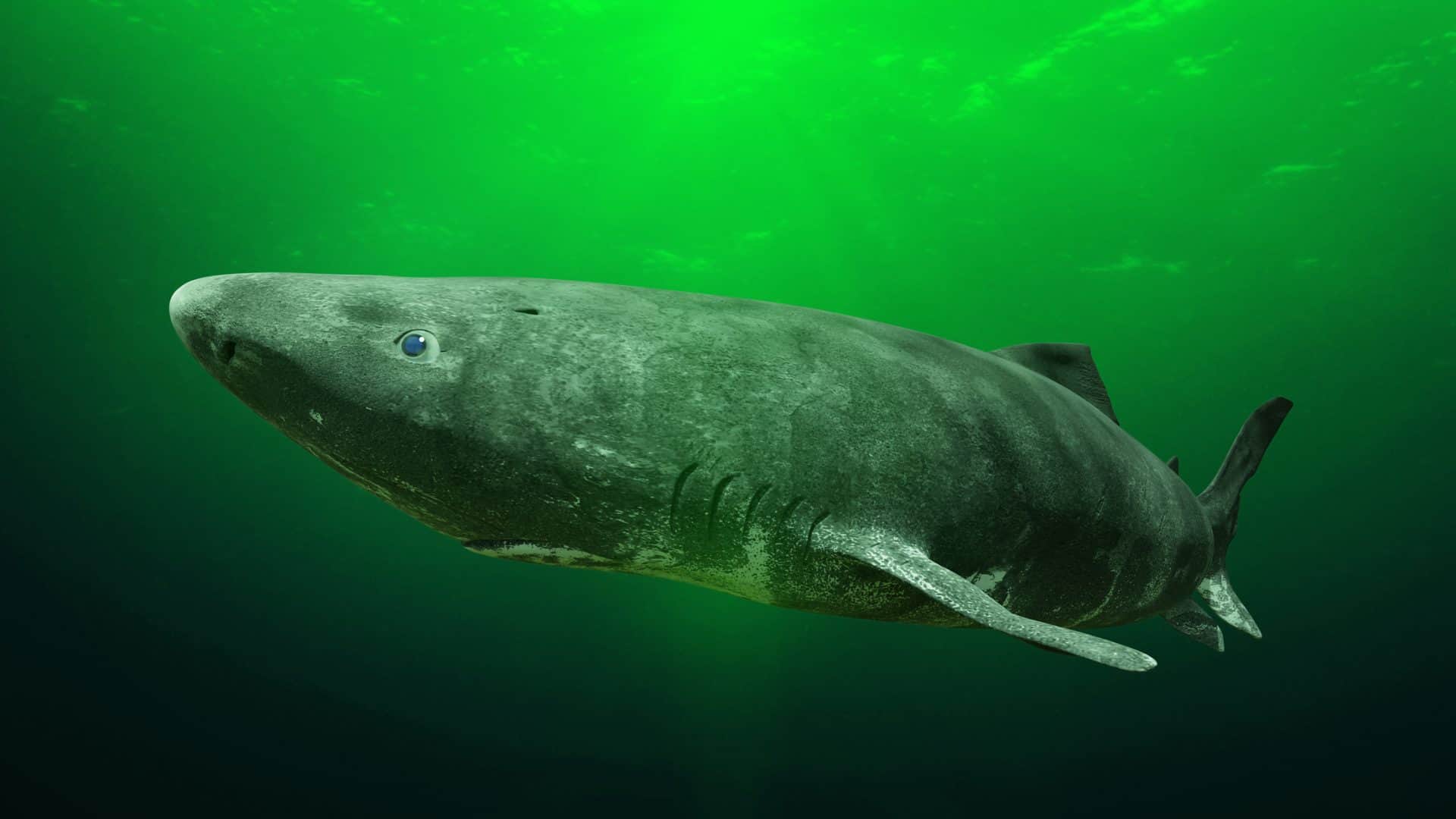 Tubarao-da-Groenlandia-1-1920x1080