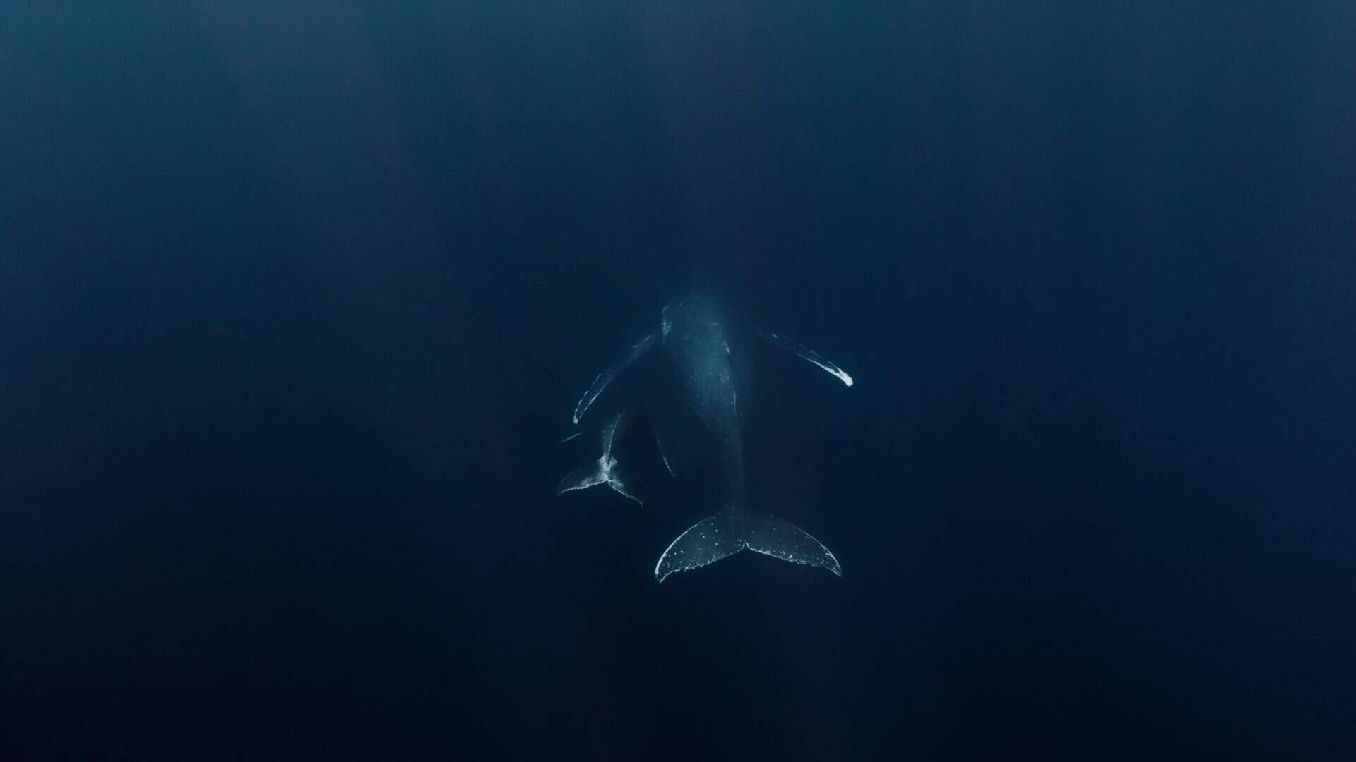 Baleia nadando ao lado do seu filhote no oceano