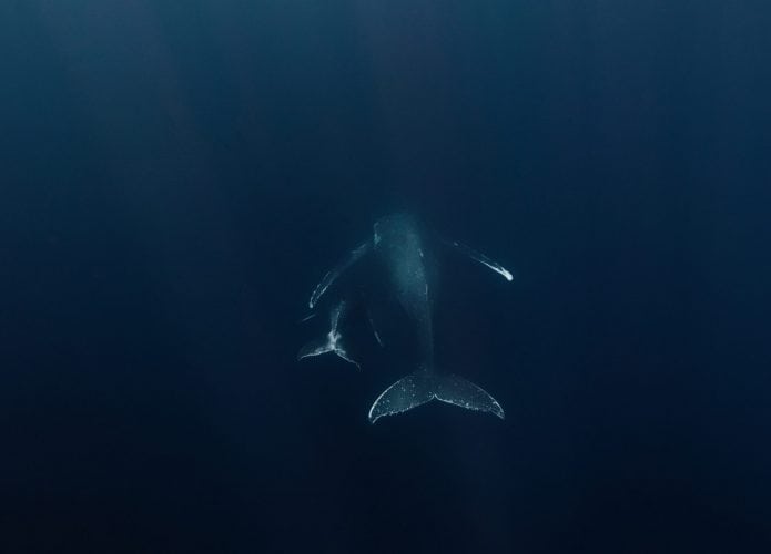 Baleia nadando ao lado do seu filhote no oceano
