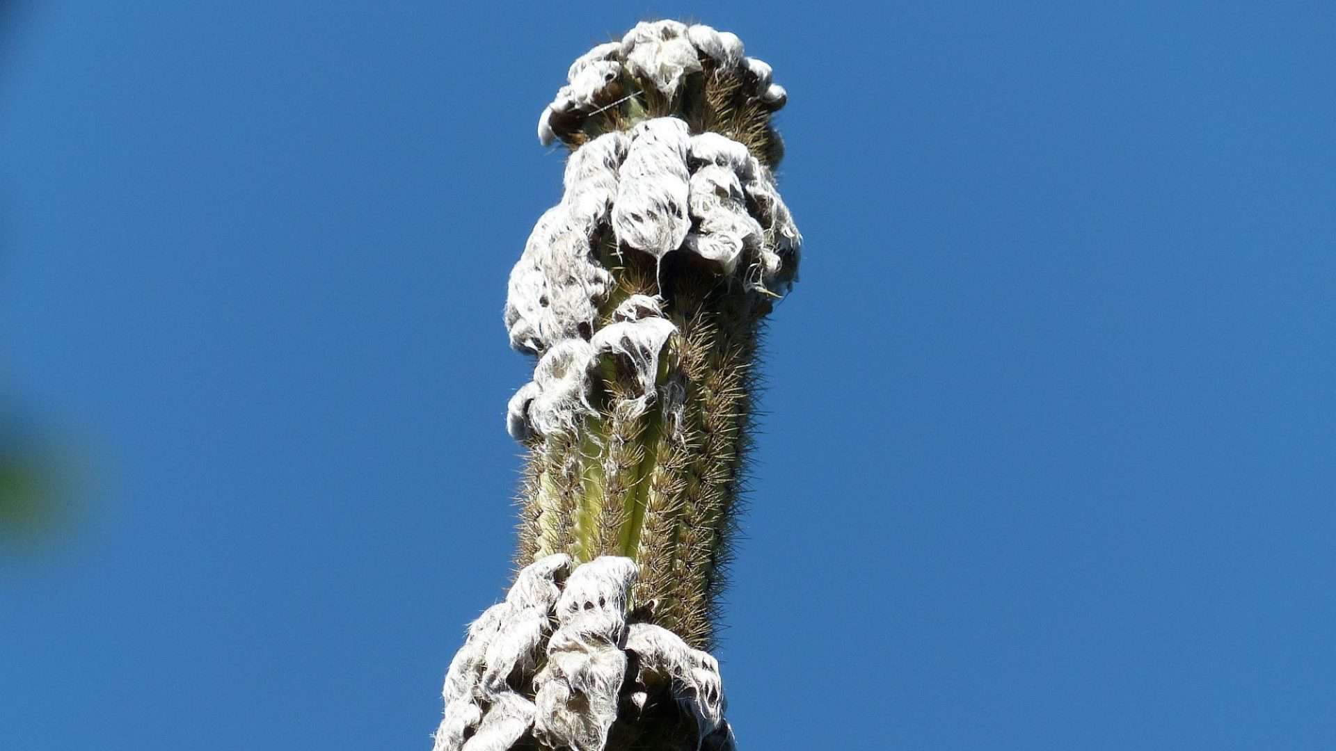 cacto