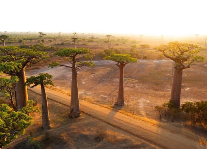Sequóias gigantes com por do sol ao fundo