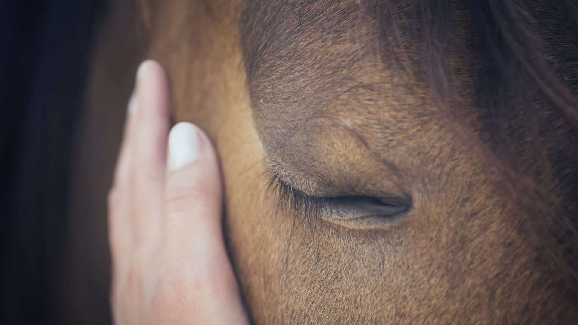 cavalo-domestico-1920x1080