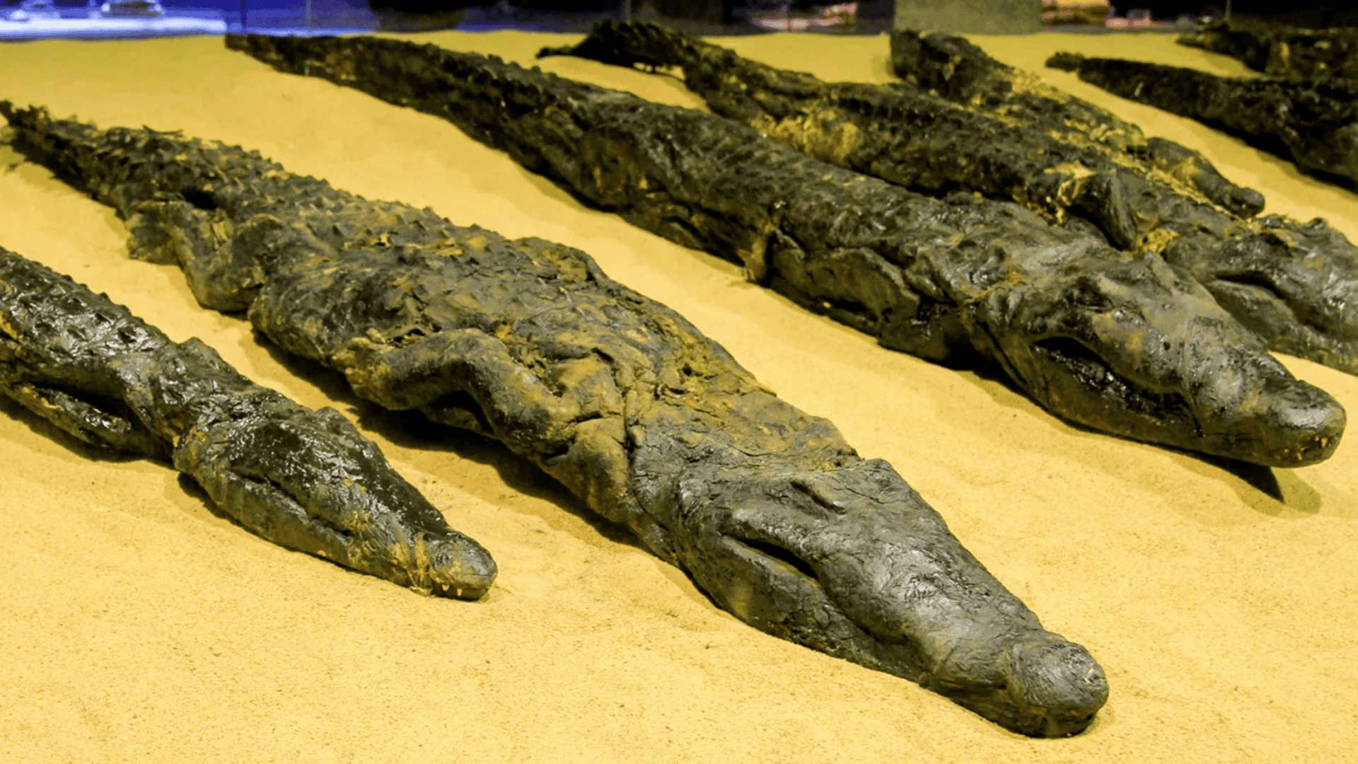 crocodilos-egito-antio-1-1920x1080.png