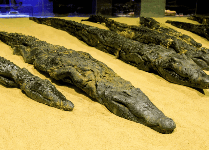 crocodilos-egito-antio-1-695x500.png