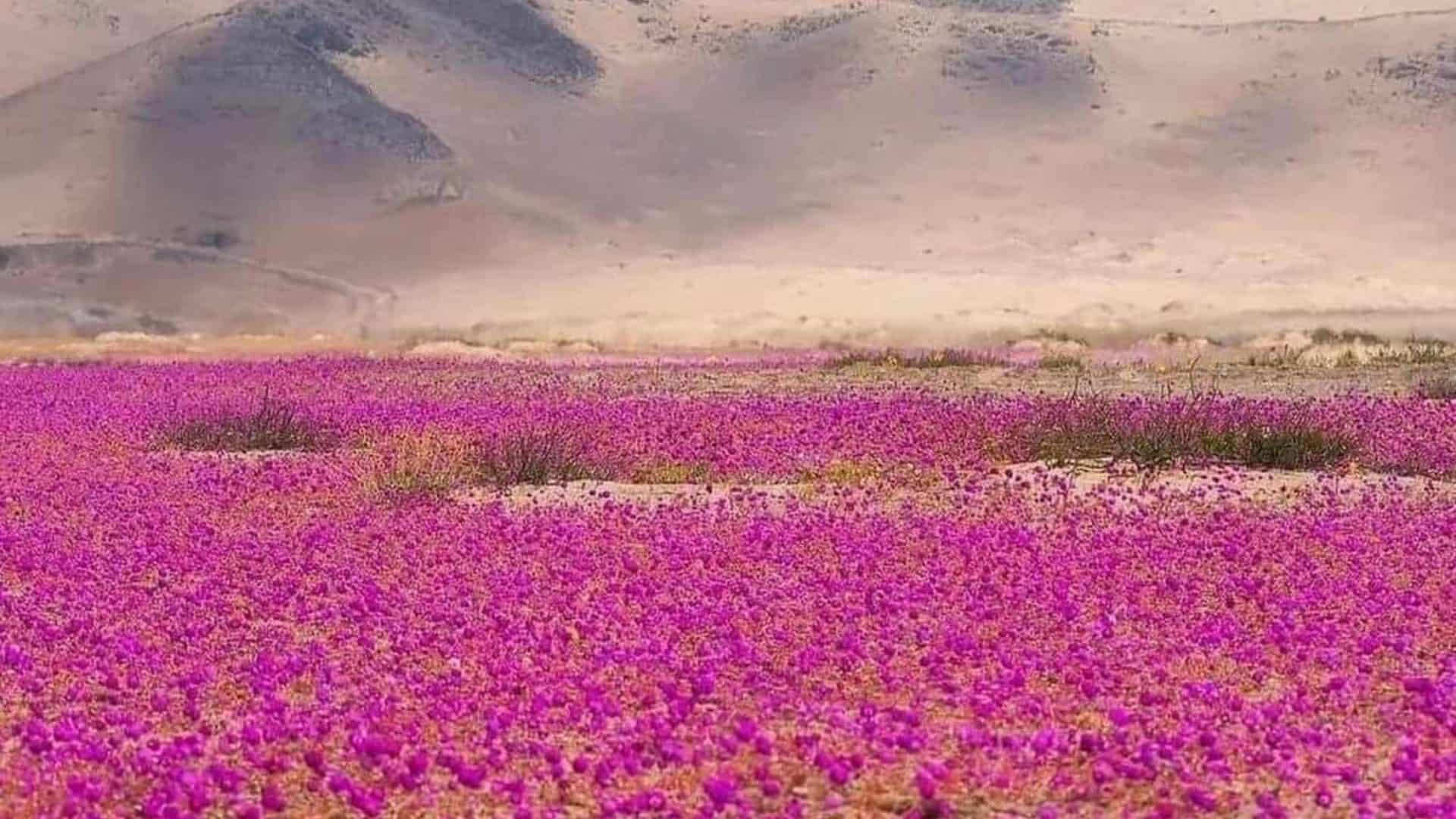 deserto-flores-1-1920x1080