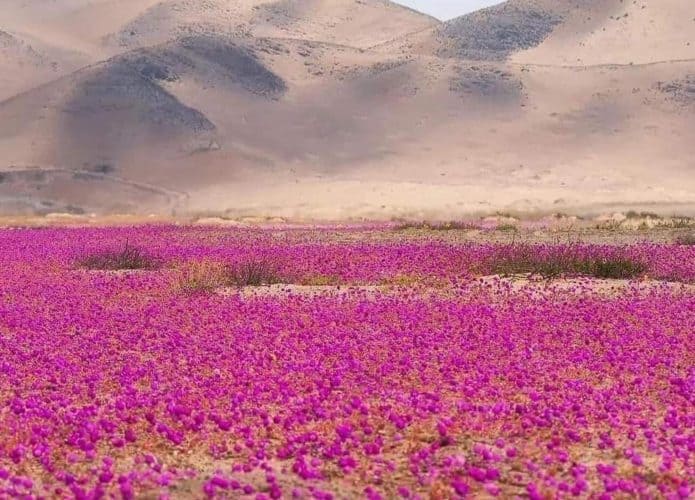 deserto-flores-1-695x500