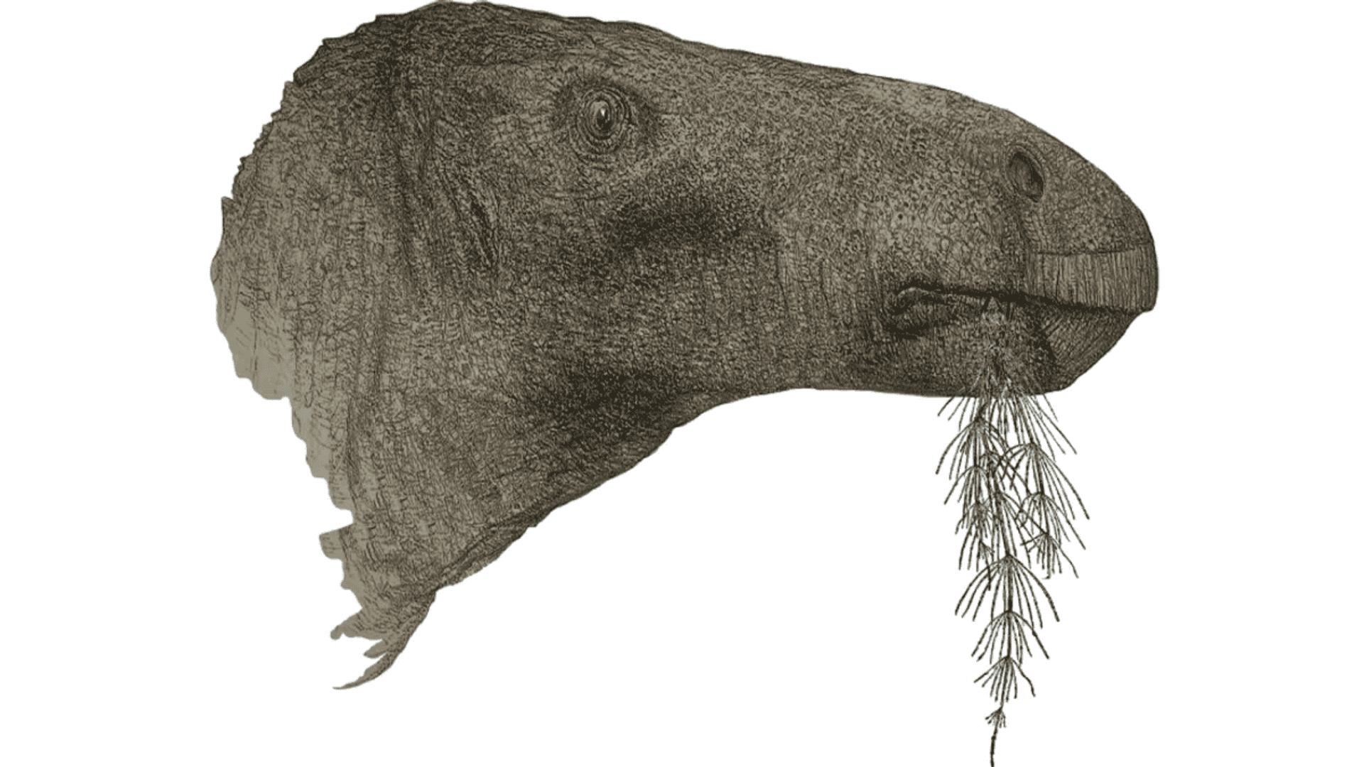 dinossauro-1-1920x1080.png