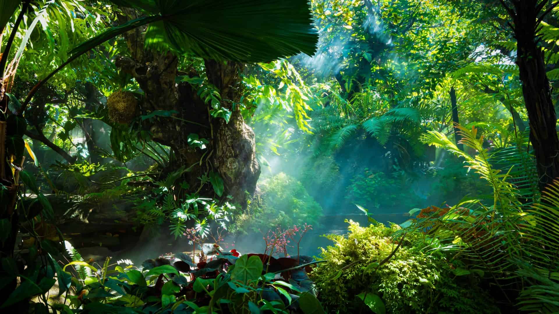 floresta-amazonica-1-1920x1080