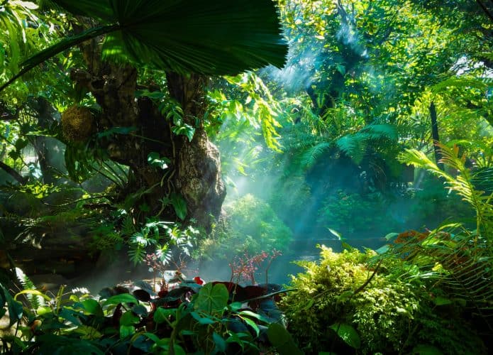floresta-amazonica-1-695x500