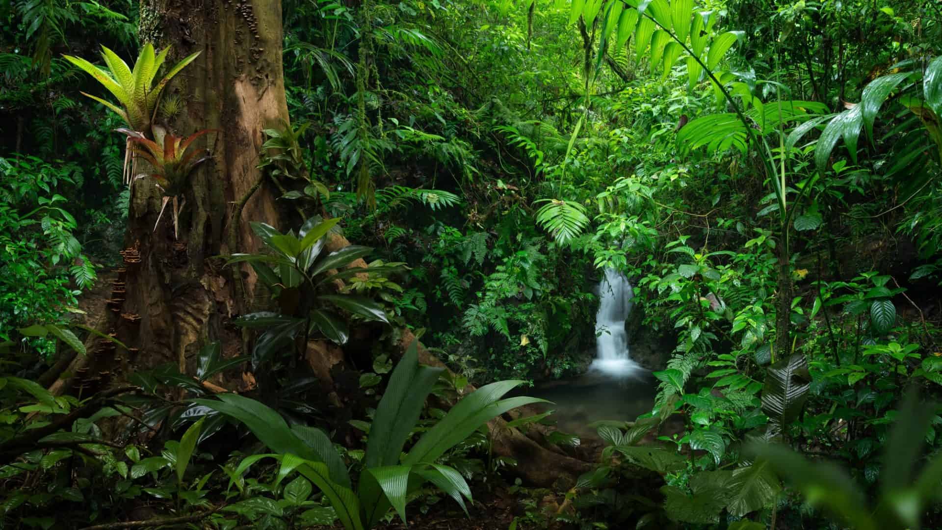 floresta-tropical-1-1920x1080