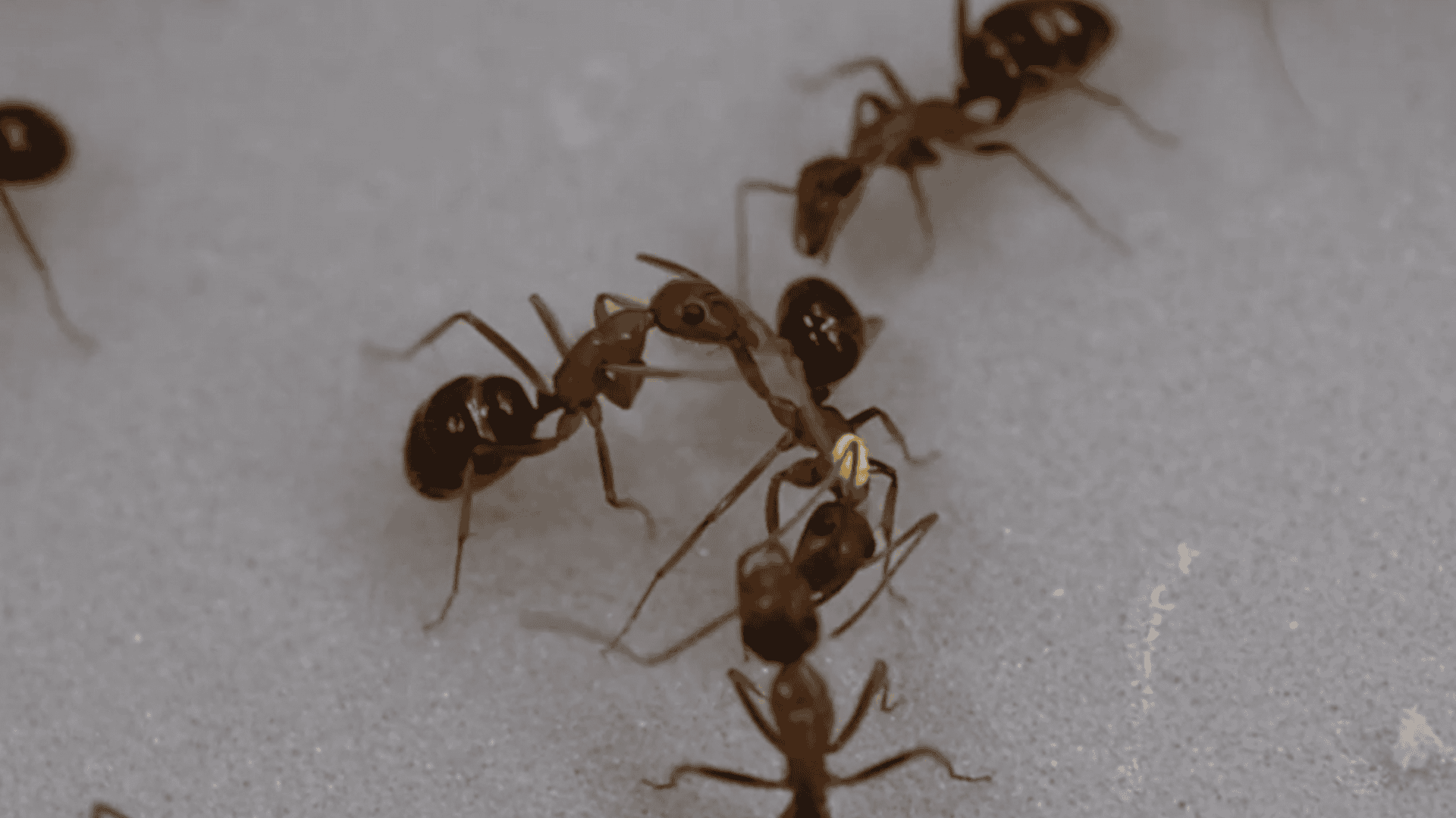 formiga-1-1920x1080.png