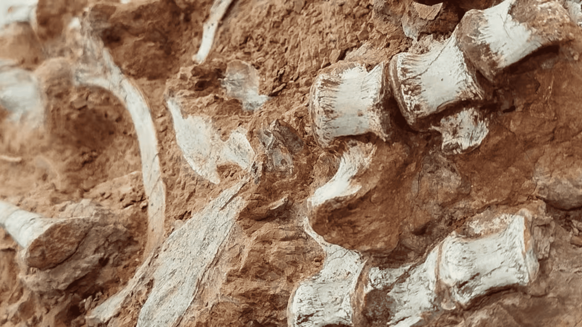 fossil-1-1920x1080.png