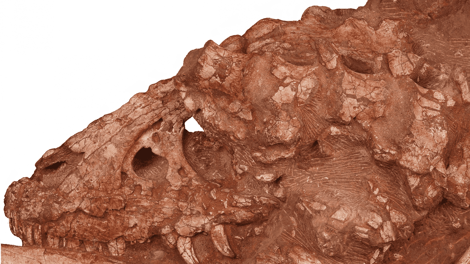 fossil-2-1920x1080.png